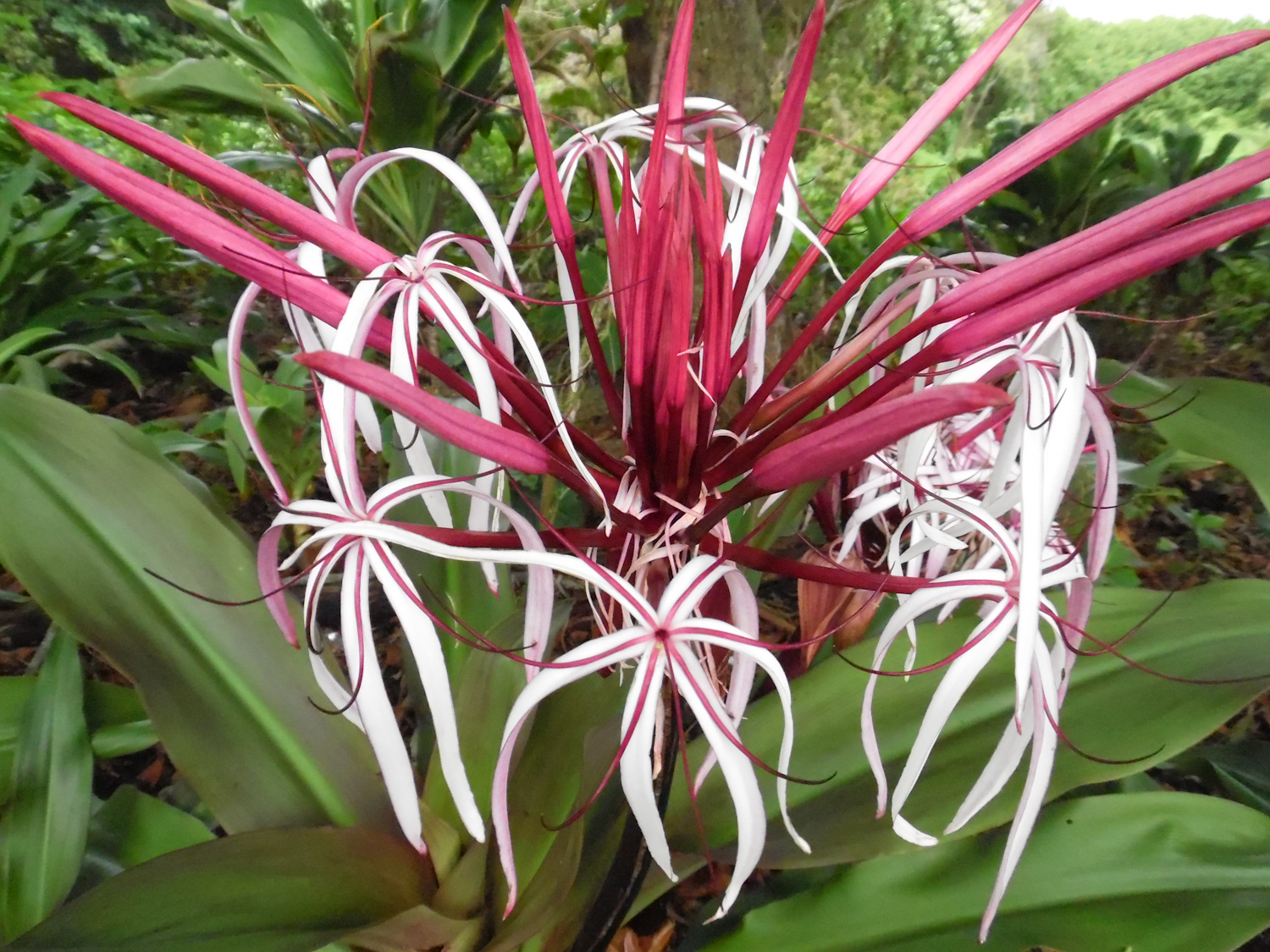 Maui flora